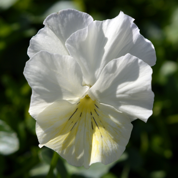 Victorian Viola Cockatoo